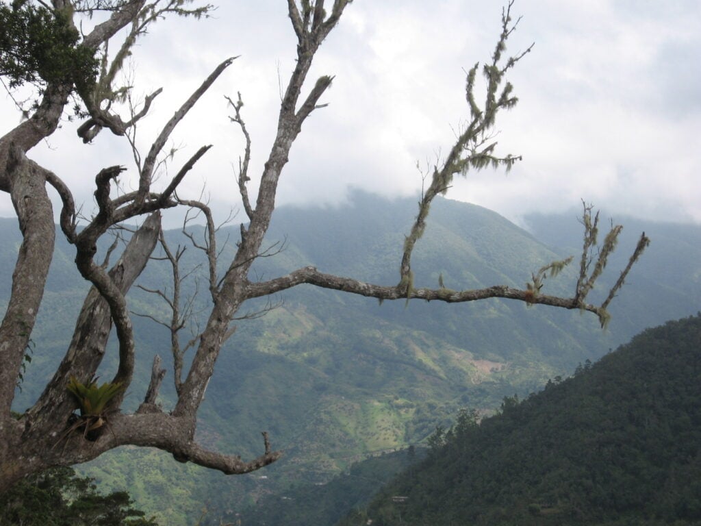 Forested Jamaican mountains beneath cloud, seen past tree branches.
