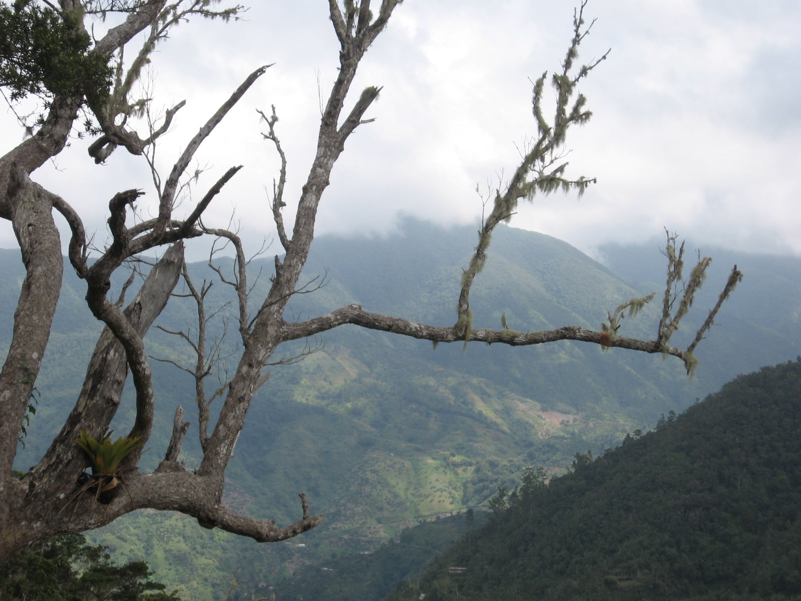 Forested Jamaican mountains beneath cloud, seen past tree branches.
