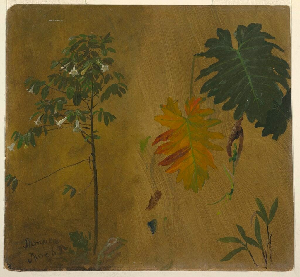Archival botanical study showing a flowering branch and large leaves against a brown background.