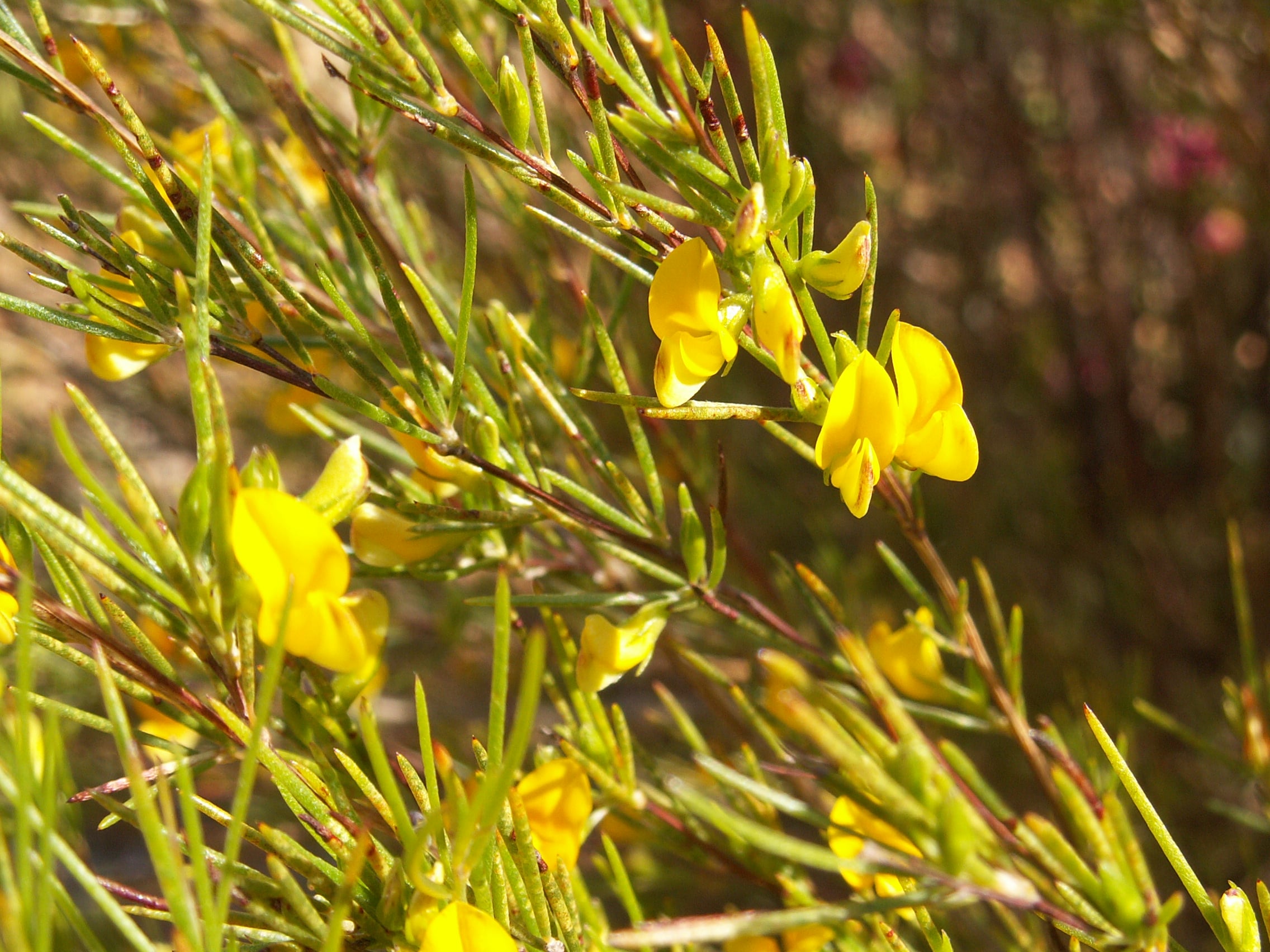 Yellow rooibos flowers among slender green leaves.